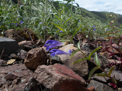 Scutellaria angustifolia