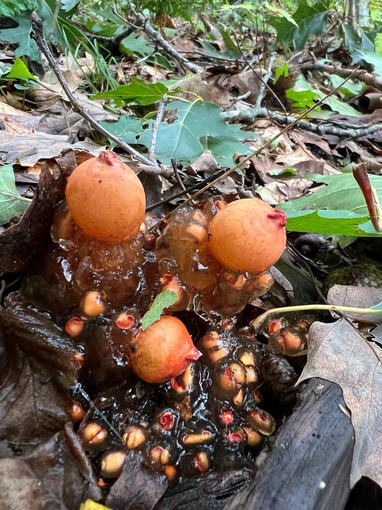 stalked puffball-in-aspic · September 2026 · photo: Photo: (c) Deana Tempest Thomas, some rights reserved (CC BY) · iNaturalist