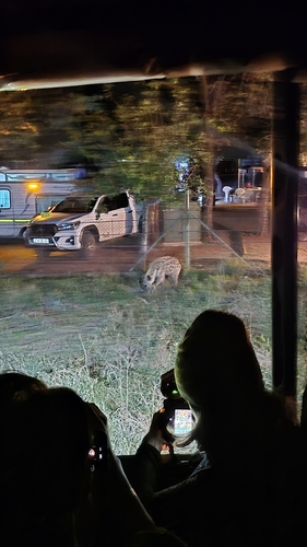 Spotted Hyena