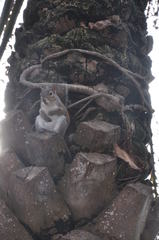 Sciurus carolinensis