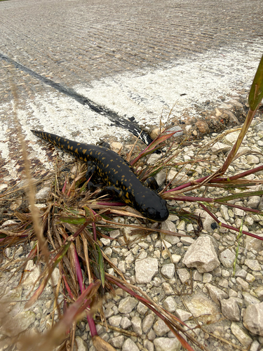 Eastern Tiger Salamander