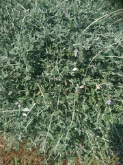 Teucrium fruticans