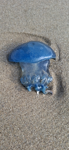 Dustbin-lid Jelly