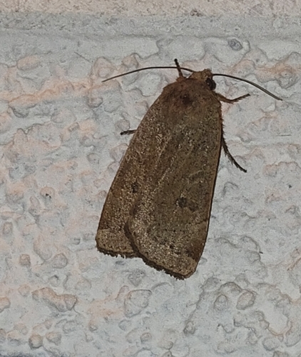 Lesser Yellow Underwing