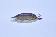Protracheoniscus tzvetkovi