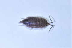 Protracheoniscus tzvetkovi