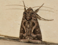 Thysanoplusia indicator