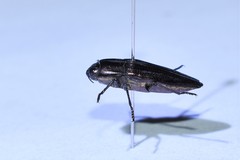 Sphenoptera