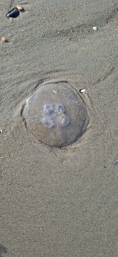Common Moon Jelly