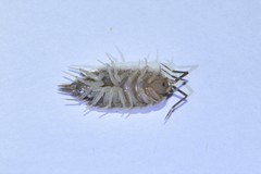 Protracheoniscus tzvetkovi