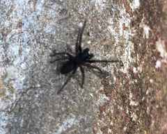 Corinnoidea