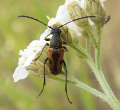 Anastrangalia laetifica