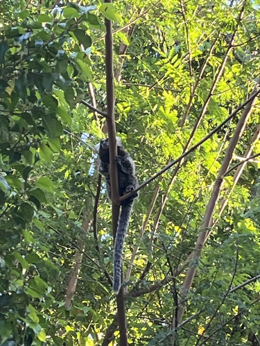 Common Marmoset