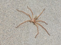 Olios sericeus
