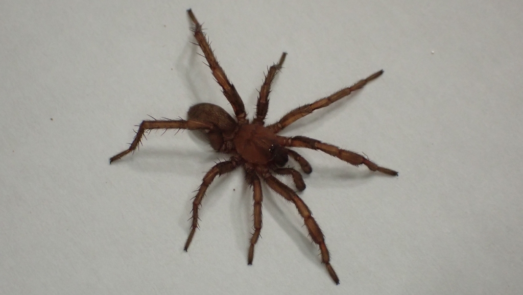 Nemesia ungoliant