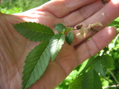 Ulmus pumila