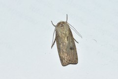 Agrotis exclamationis