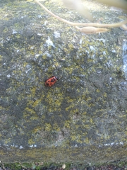 Pyrrhocoris apterus