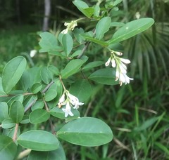 Ligustrum obtusifolium