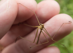 Apterobittacus apterus