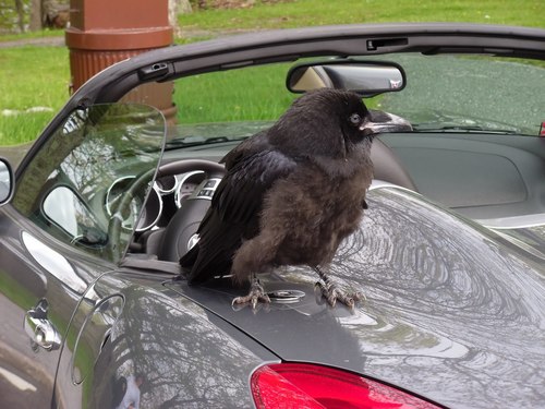 Common Raven photographed in Virginia