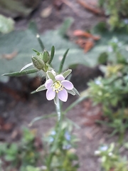 Spergularia rubra