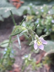 Spergularia rubra