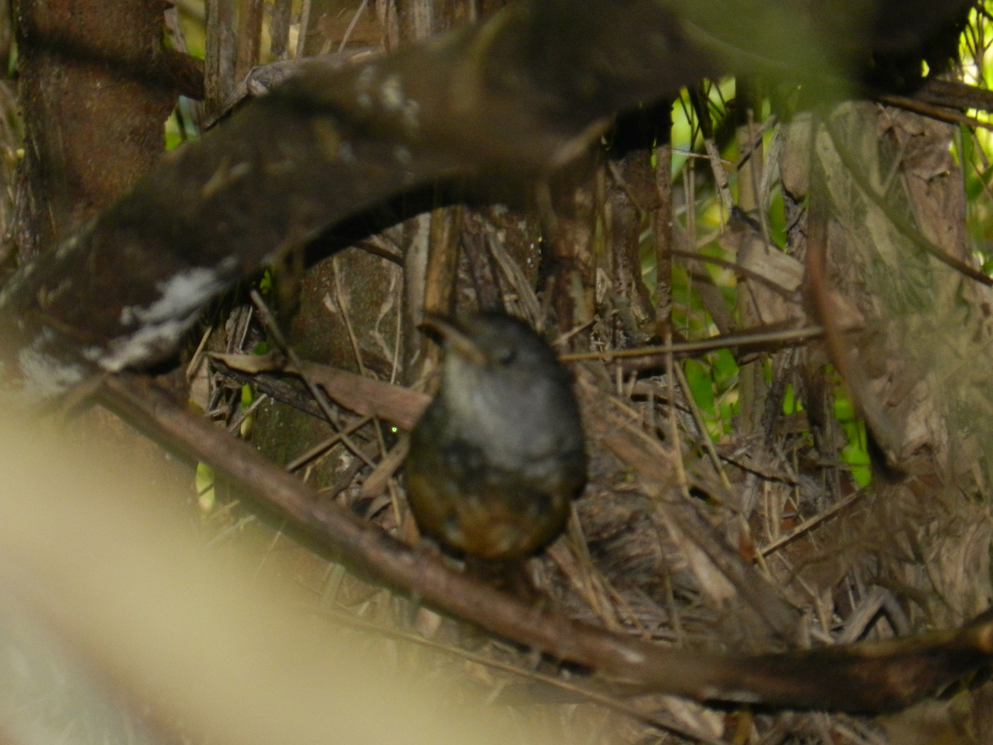 Spotted Bamboowren (Psilorhamphus guttatus), photo 1