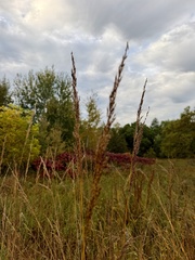 Indiangrass