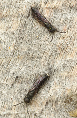 Sapygina decemguttata