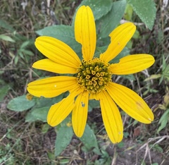 false sunflower
