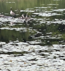 Canada Goose