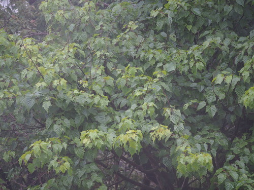 Image of Acer morrisonense by no rights reserved