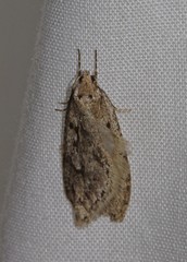 Semioscopis aurorella