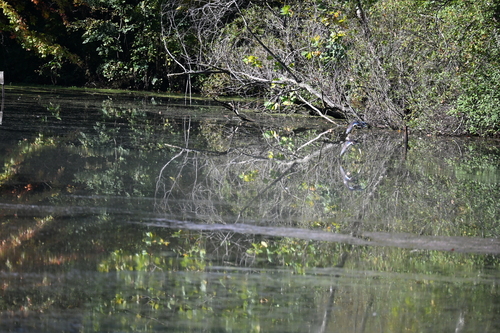 Wood Duck