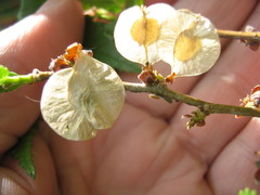 Ulmus pumila