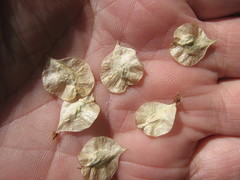Ulmus pumila