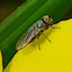 Diptera