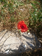 Papaver rhoeas