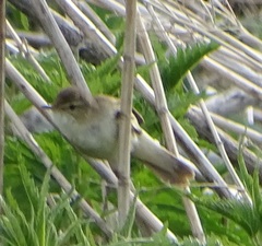 Acrocephalus dumetorum