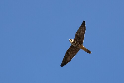 Eurasian Hobby