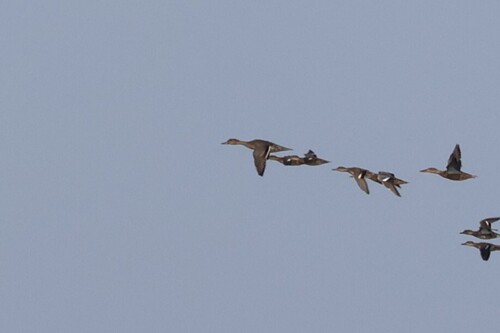Northern Pintail