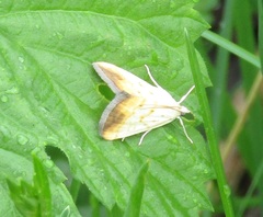 Evergestis extimalis