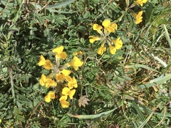 Hippocrepis comosa