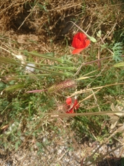 Papaver rhoeas