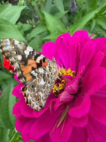 Painted Lady