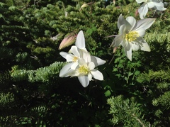 Aquilegia coerulea