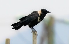 Collared Crow photo 2