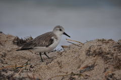 Calidris alba