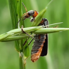 Cantharis rustica